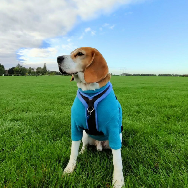 bowie the beagle