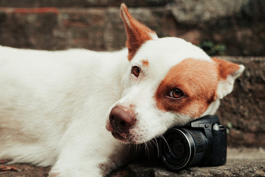 dog with a camera